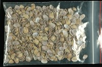 藏品(花蜆(花蛉))的圖片